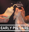 Early Pig Care